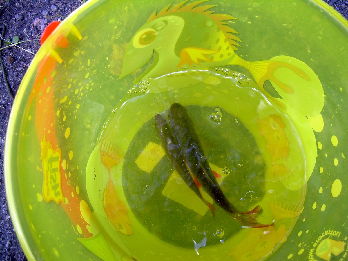 Jindřiš 16.6.2009.