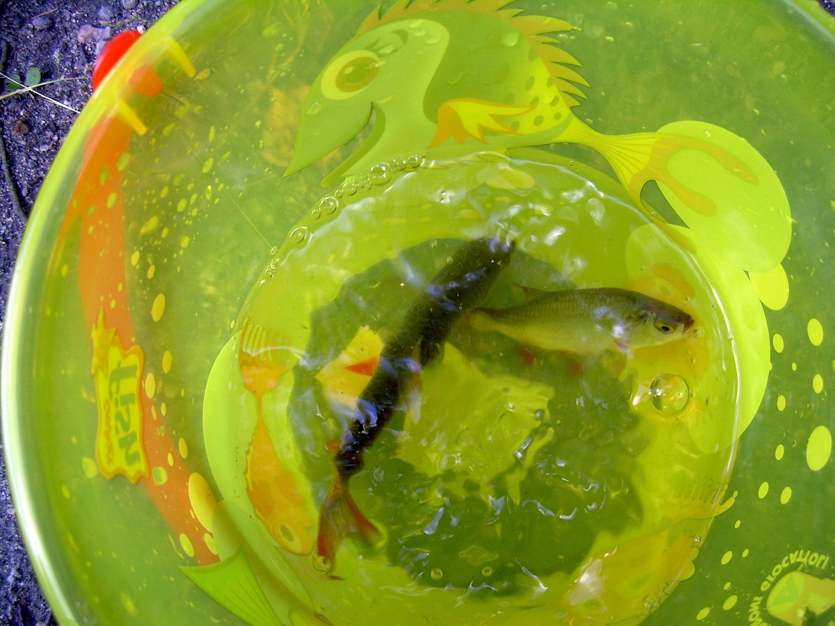 Jindřiš 16.6.2009.