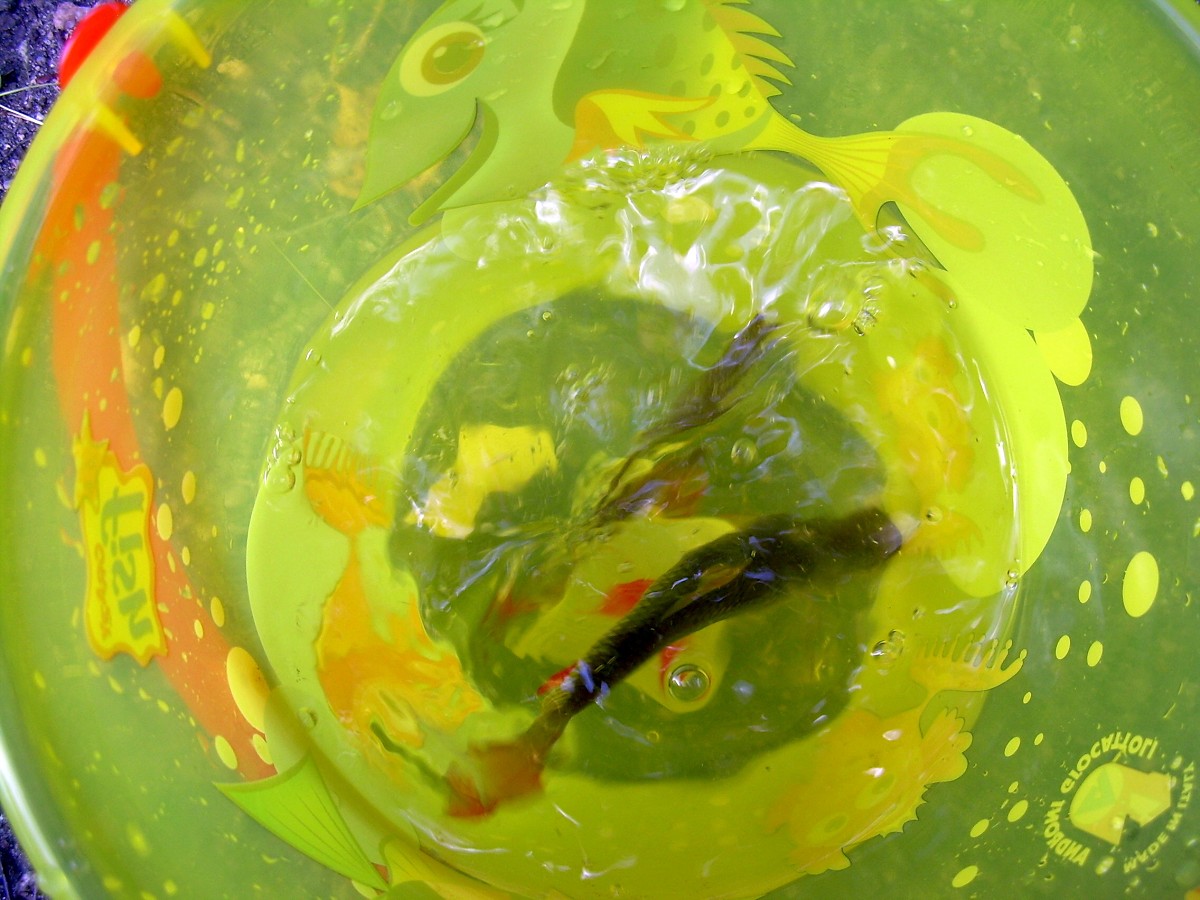 Jindřiš 16.6.2009.