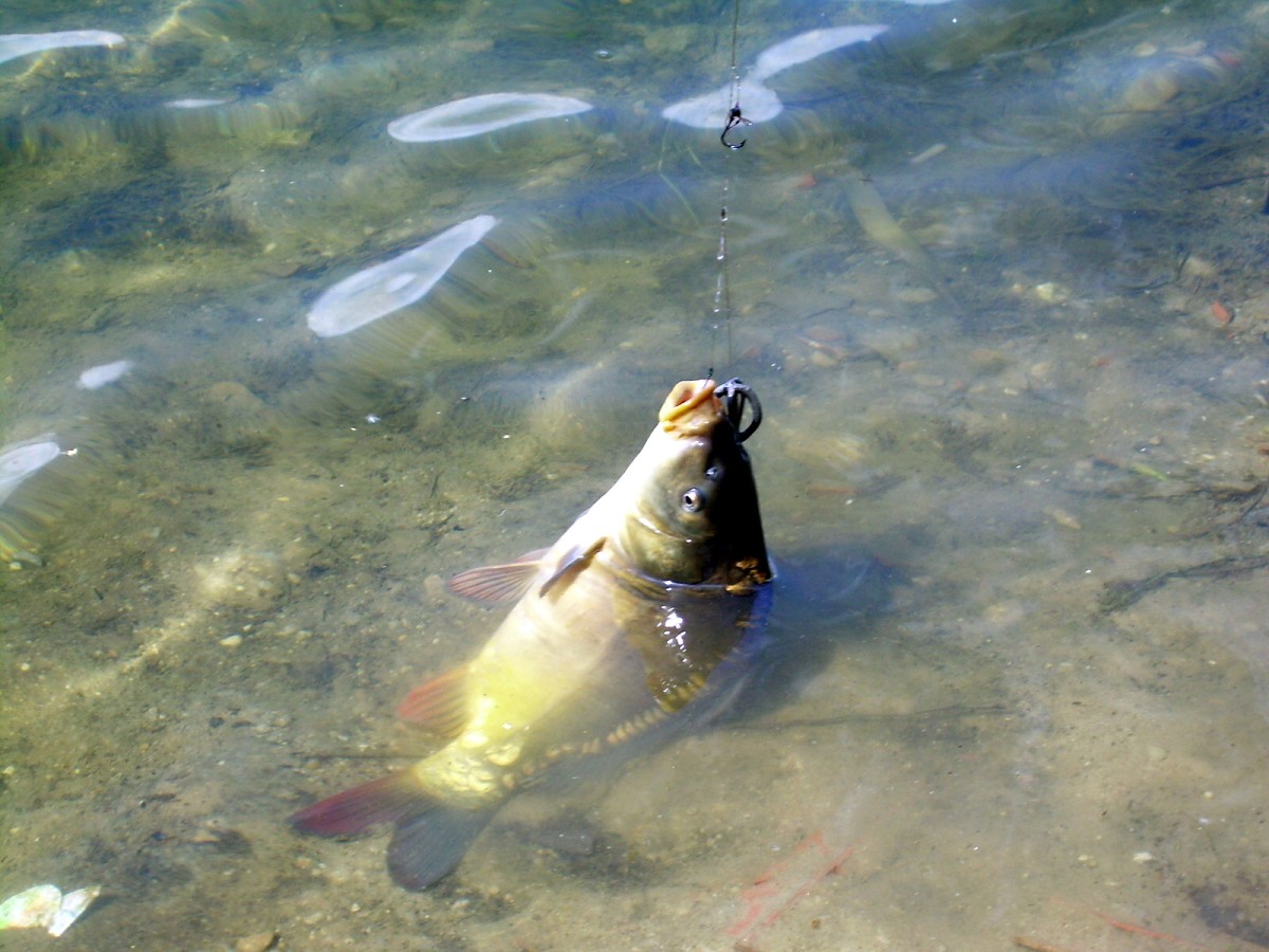 Jindřiš 16.6.2009.