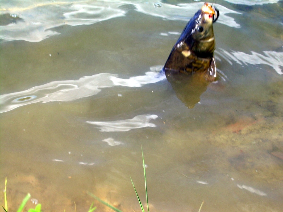 Jindřiš 16.6.2009.