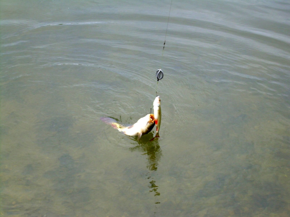 Jindřiš 22.Května