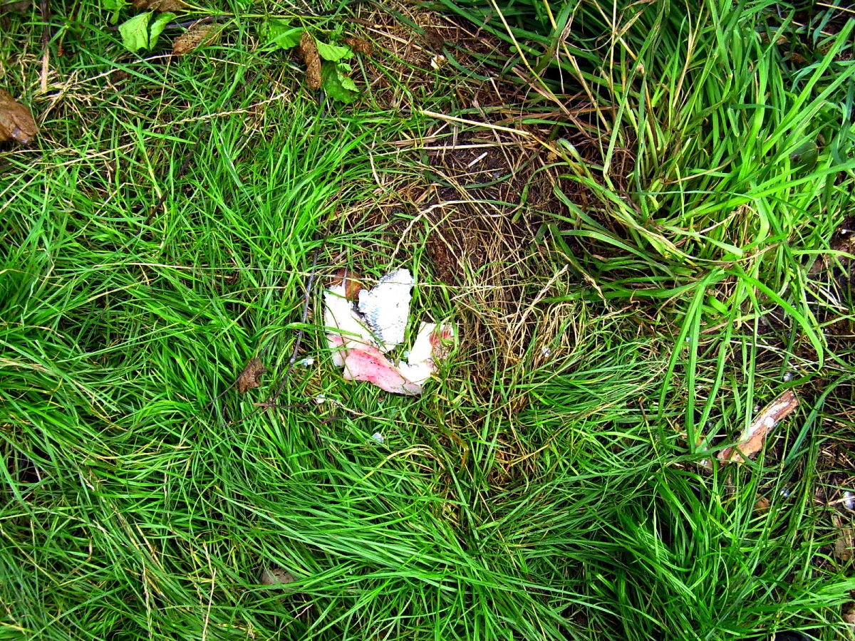 Jindřiš 27.7.2009.