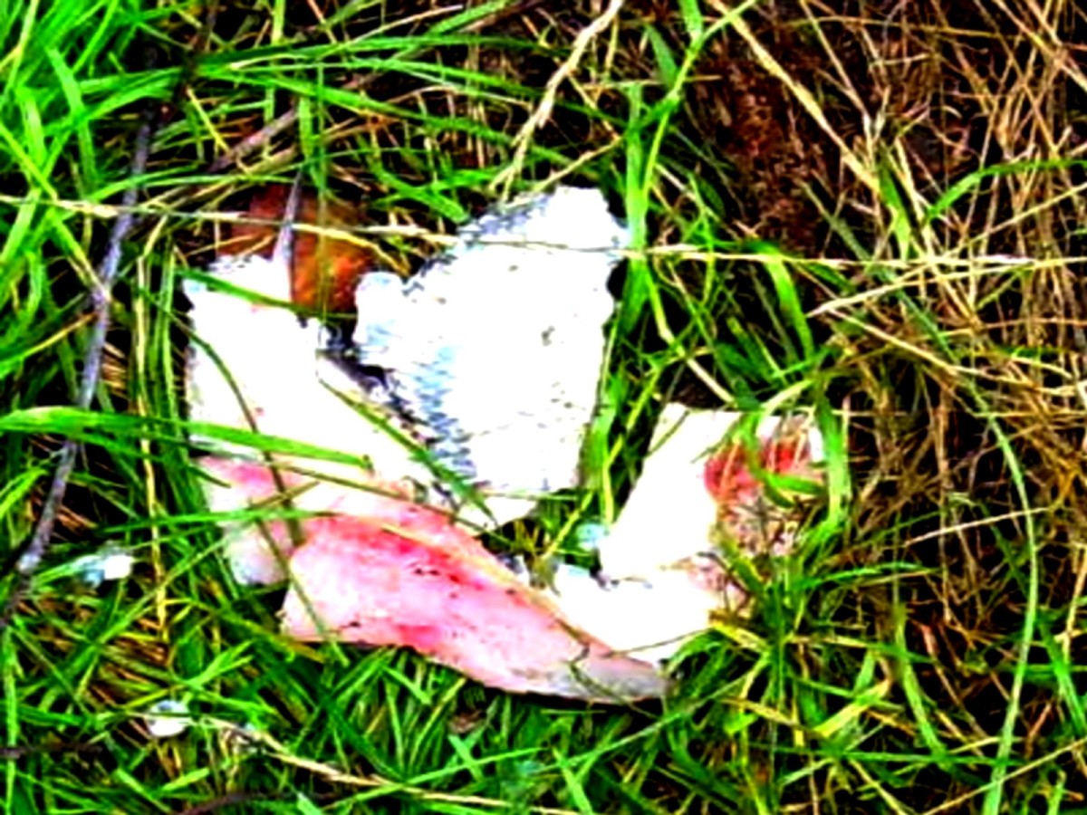 Jindřiš 27.7.2009.