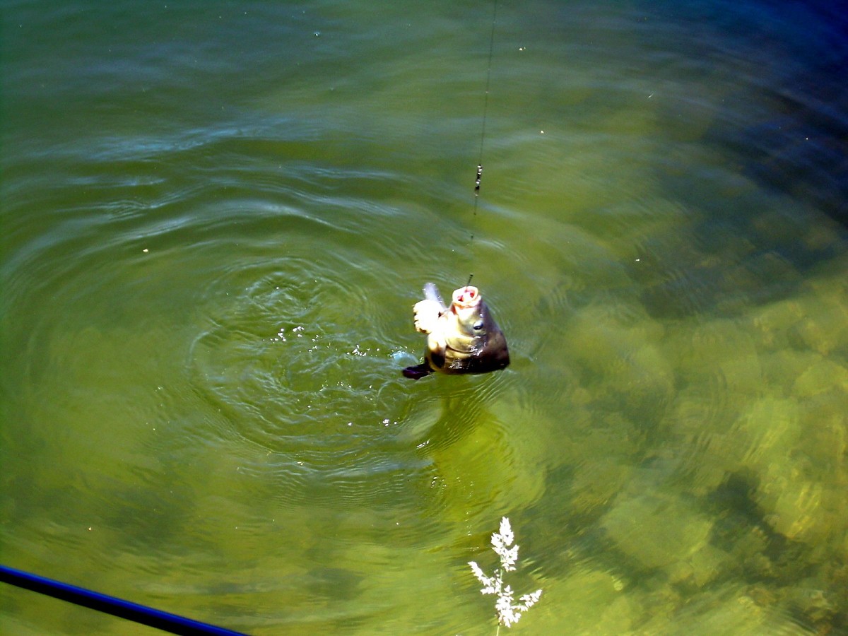 Jindřiš 27.7.2009.