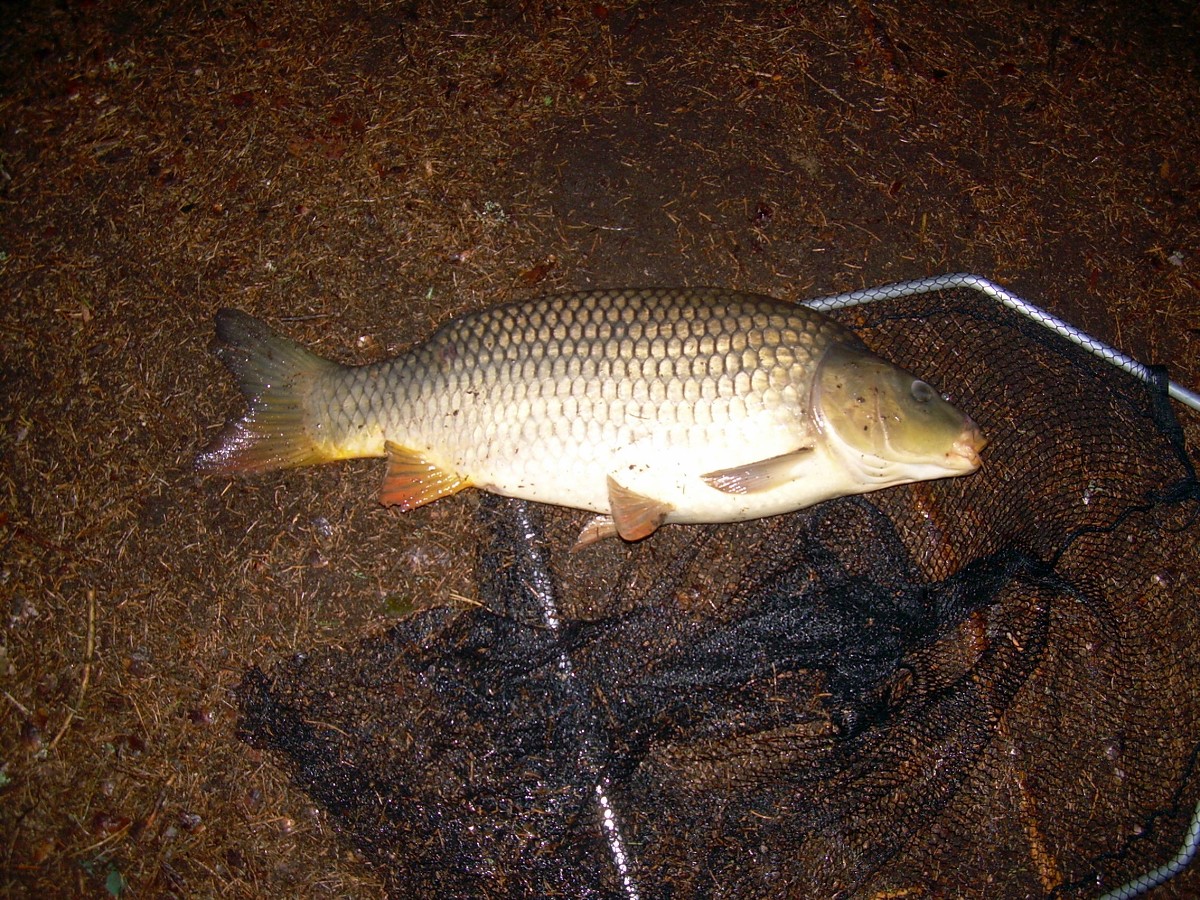 Kanclíř 15-16.6.2009.