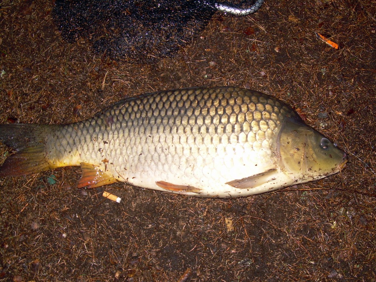 Kanclíř 15-16.6.2009.