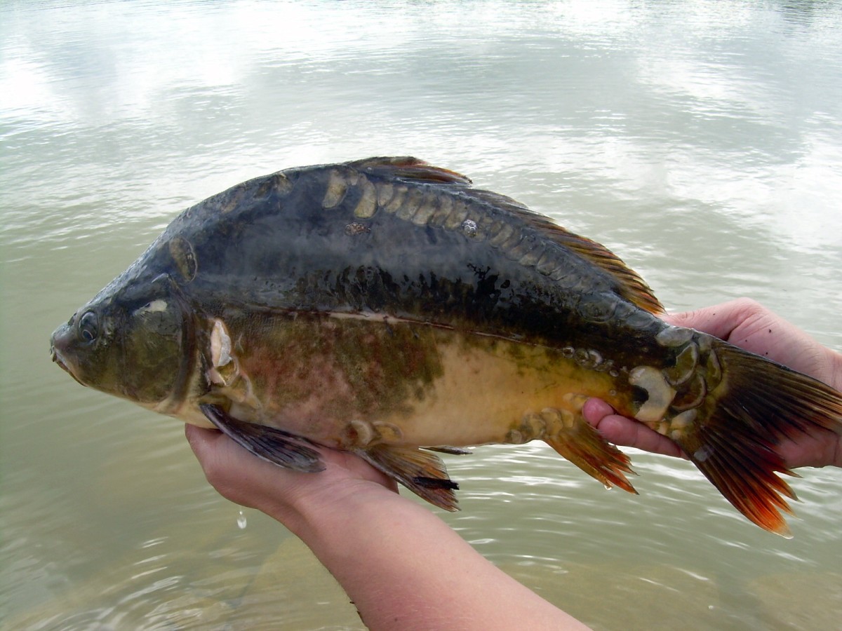 Kanclíř 15-16.6.2009.