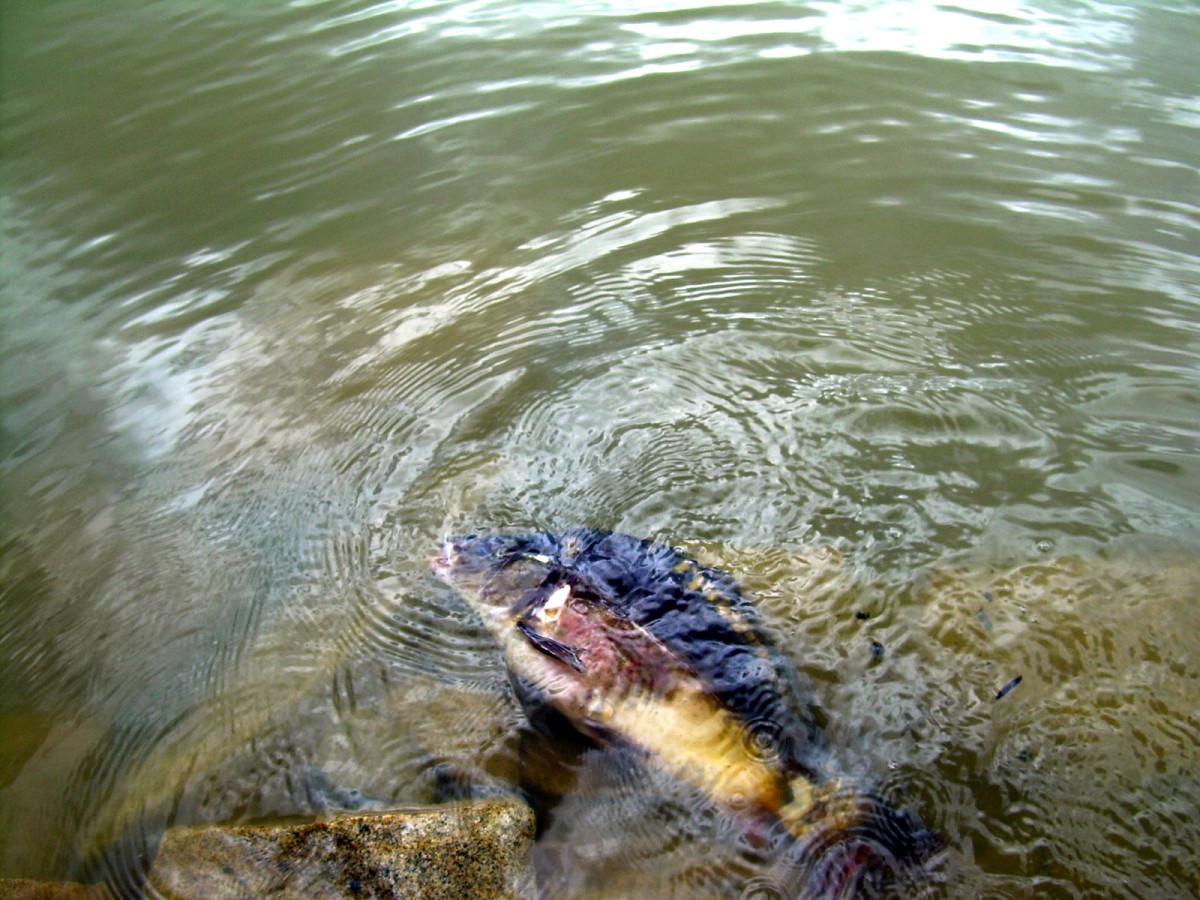 Kanclíř 15-16.6.2009.