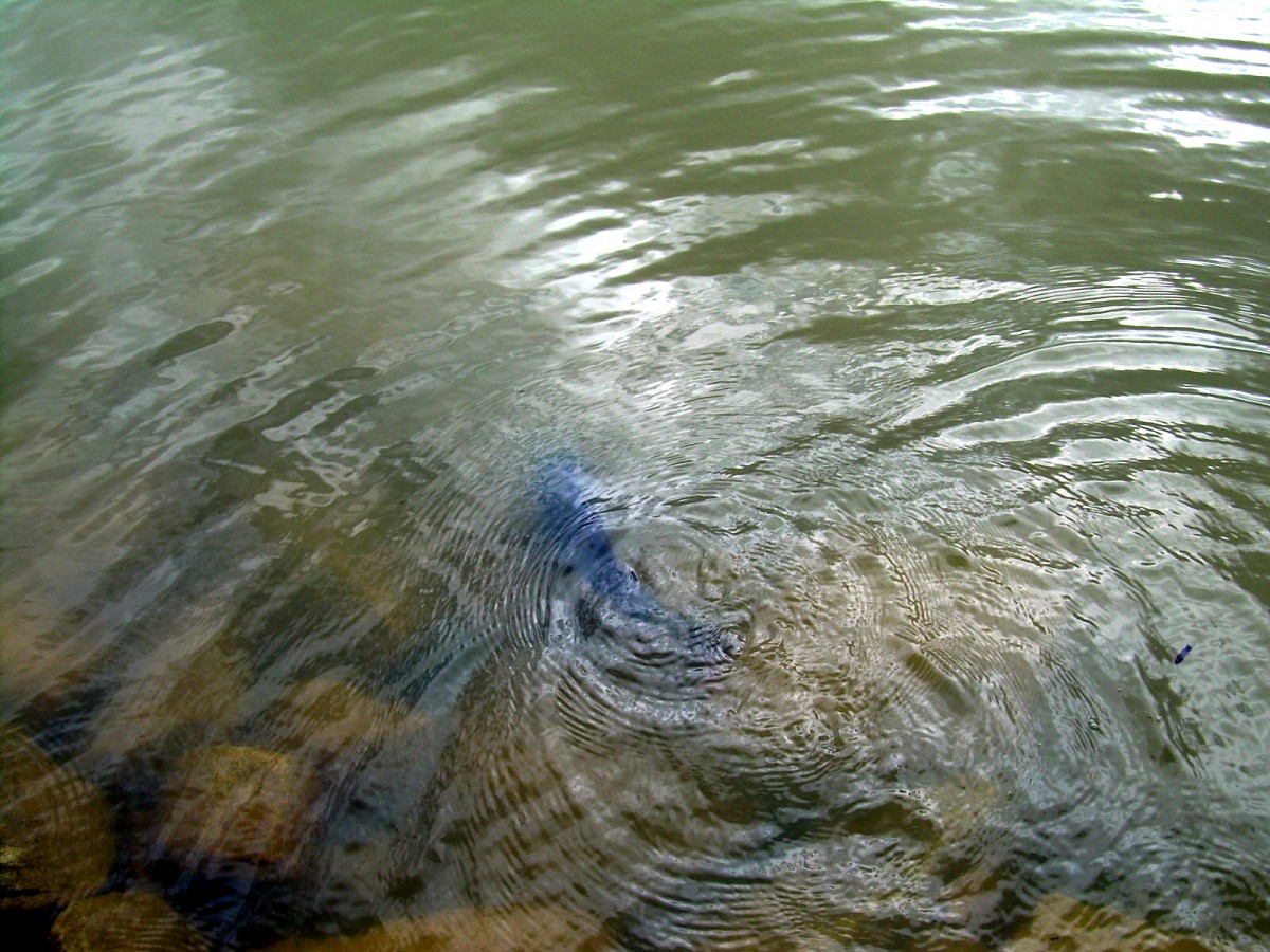 Kanclíř 15-16.6.2009.