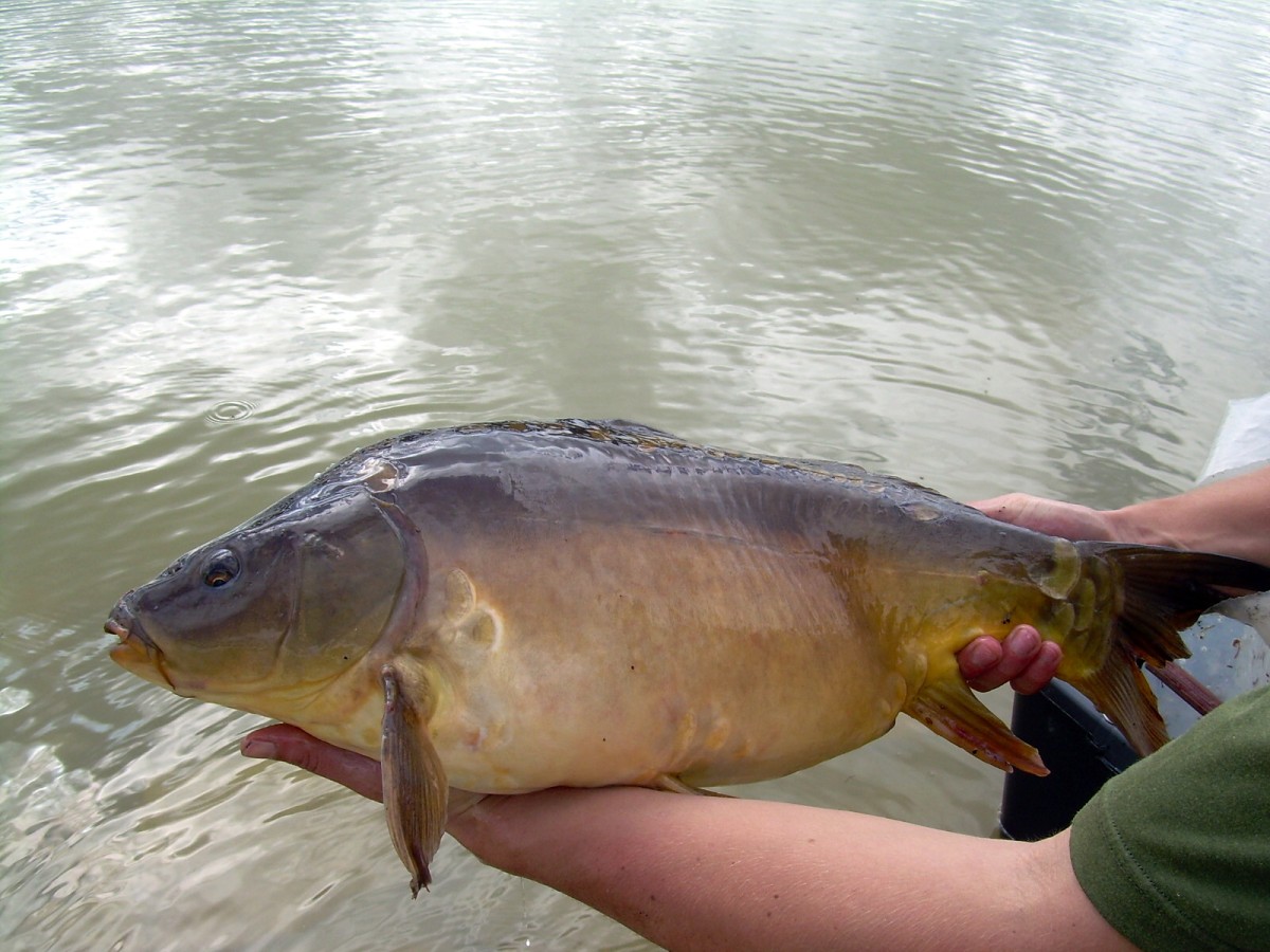 Kanclíř 15-16.6.2009.