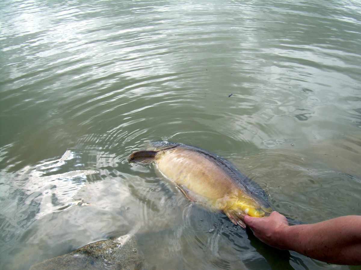 Kanclíř 15-16.6.2009.