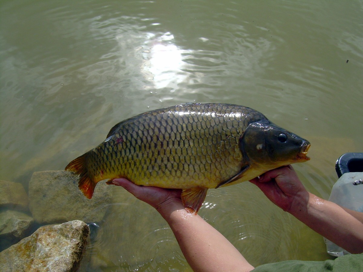 Kanclíř 15-16.6.2009.