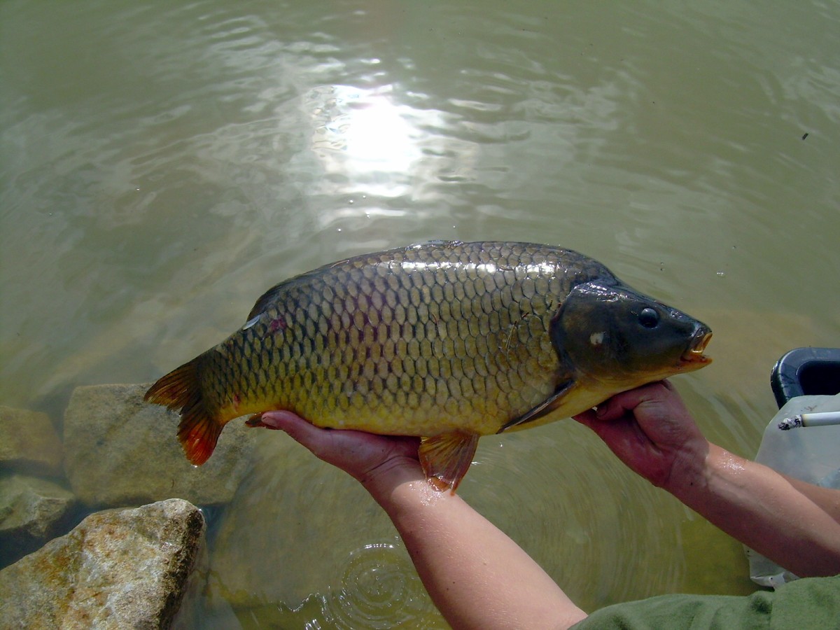 Kanclíř 15-16.6.2009.