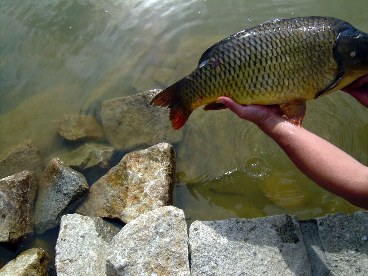 Kanclíř 15-16.6.2009.