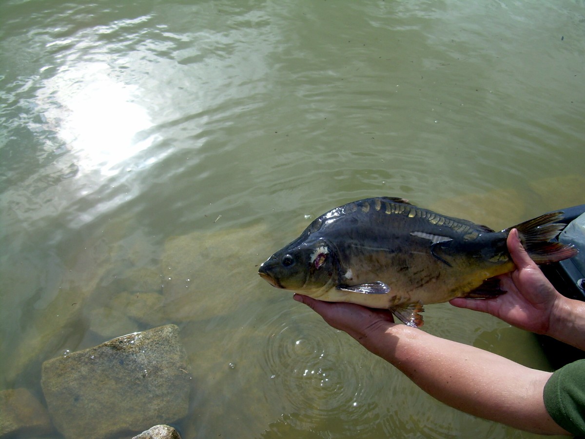 Kanclíř 15-16.6.2009.