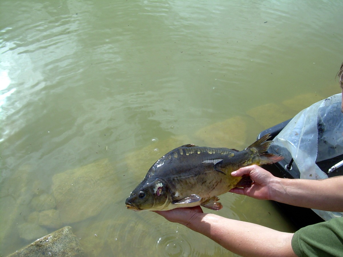 Kanclíř 15-16.6.2009.