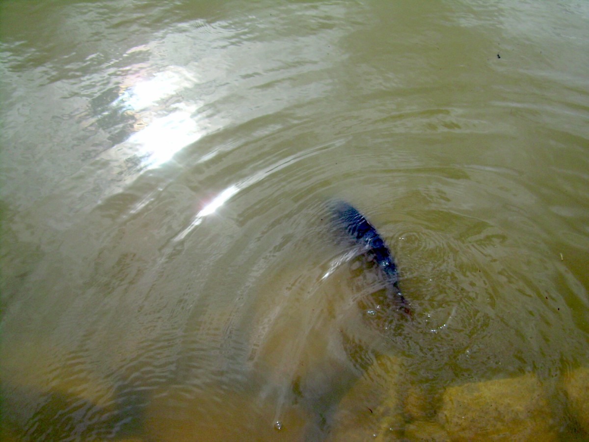 Kanclíř 15-16.6.2009.