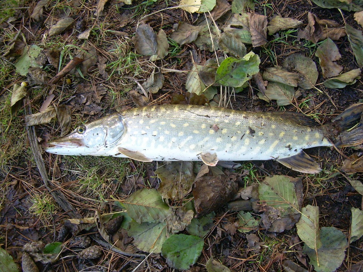 Kanclíř 30.10.2009.