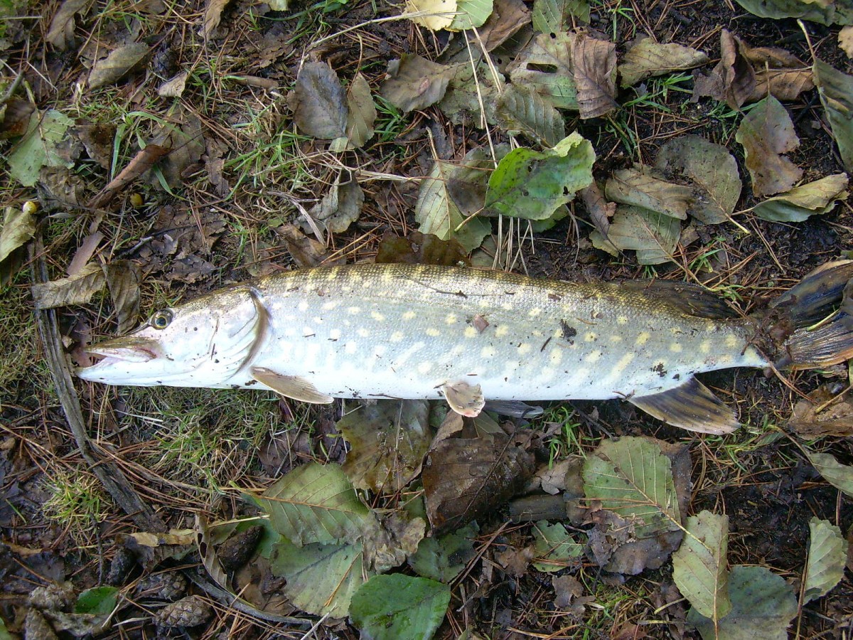 Kanclíř 30.10.2009.