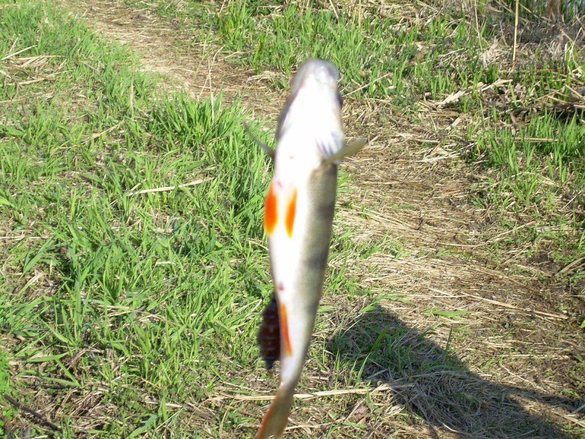 Hamerský potok 14.4.