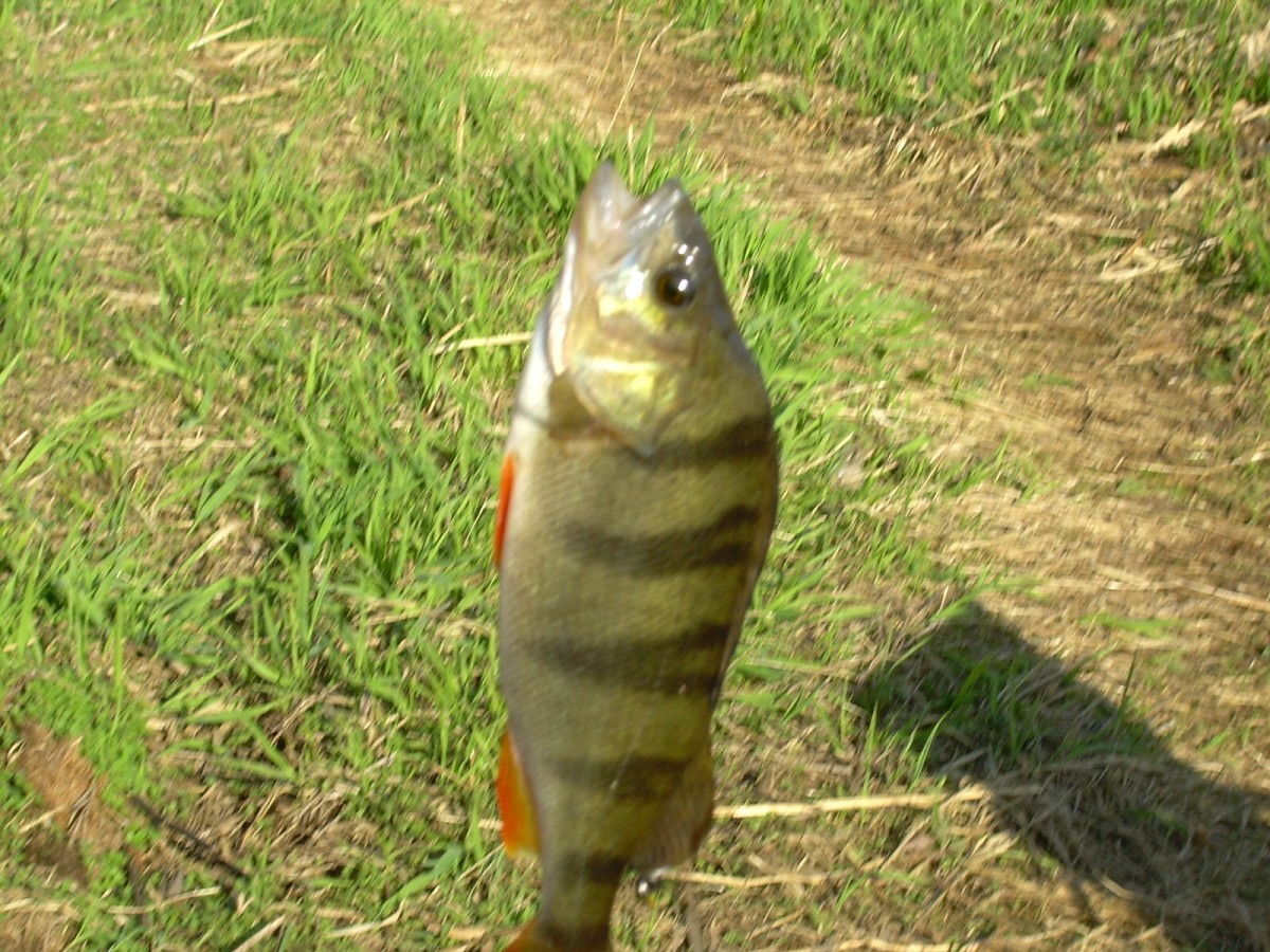 Hamerský potok 14.4.