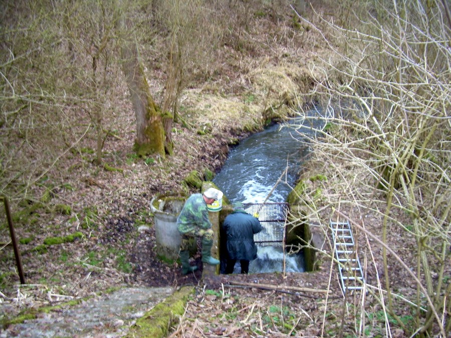 Malikovska 26.3.2011.