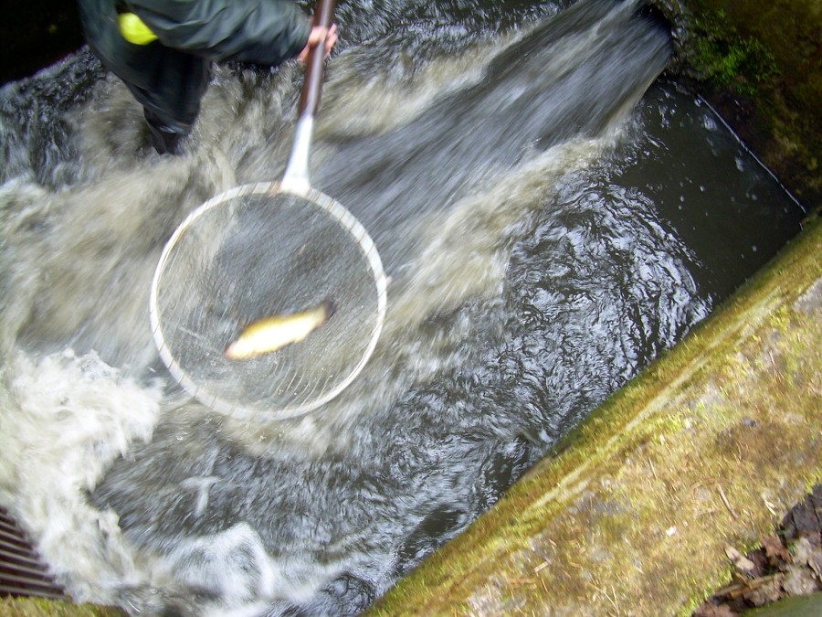 Malikovska 26.3.2011.