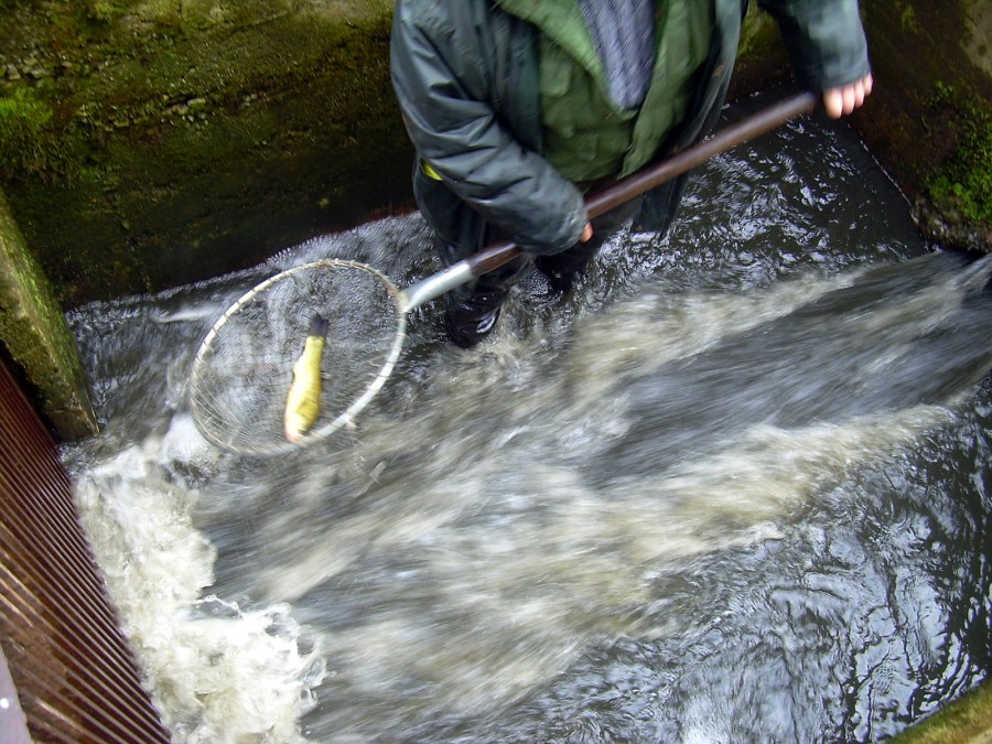 Malikovska 26.3.2011.