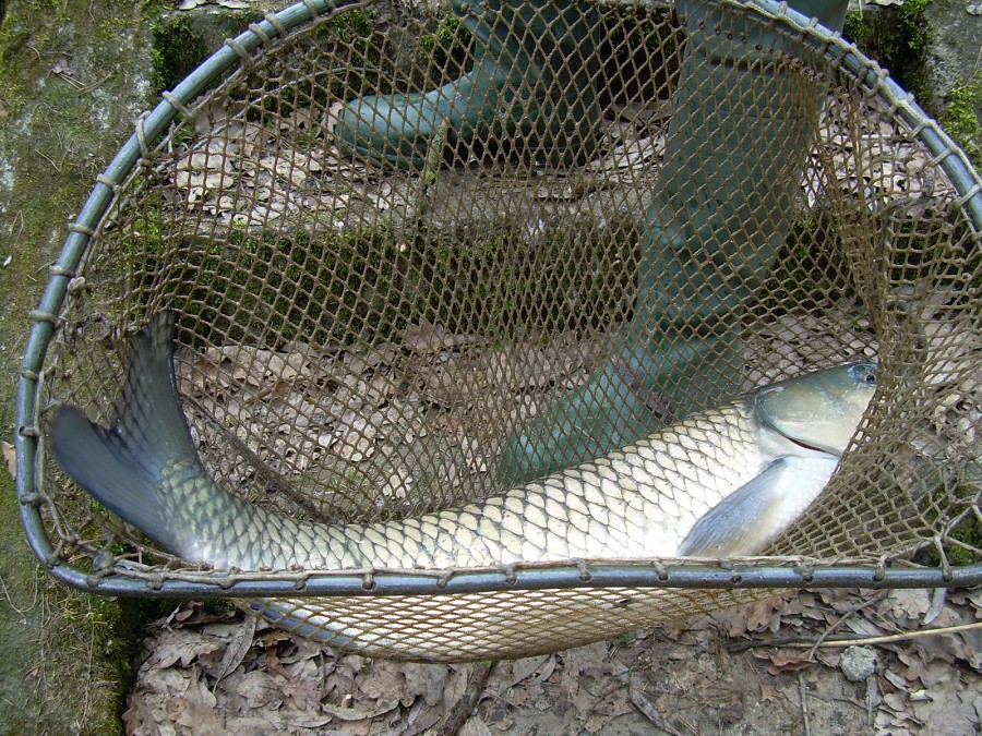 Malikovska 26.3.2011.