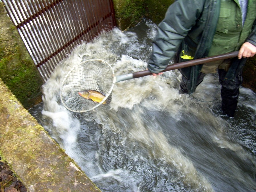 Malikovska 26.3.2011.