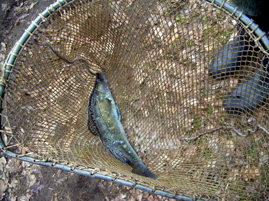 Malikovska 26.3.2011.