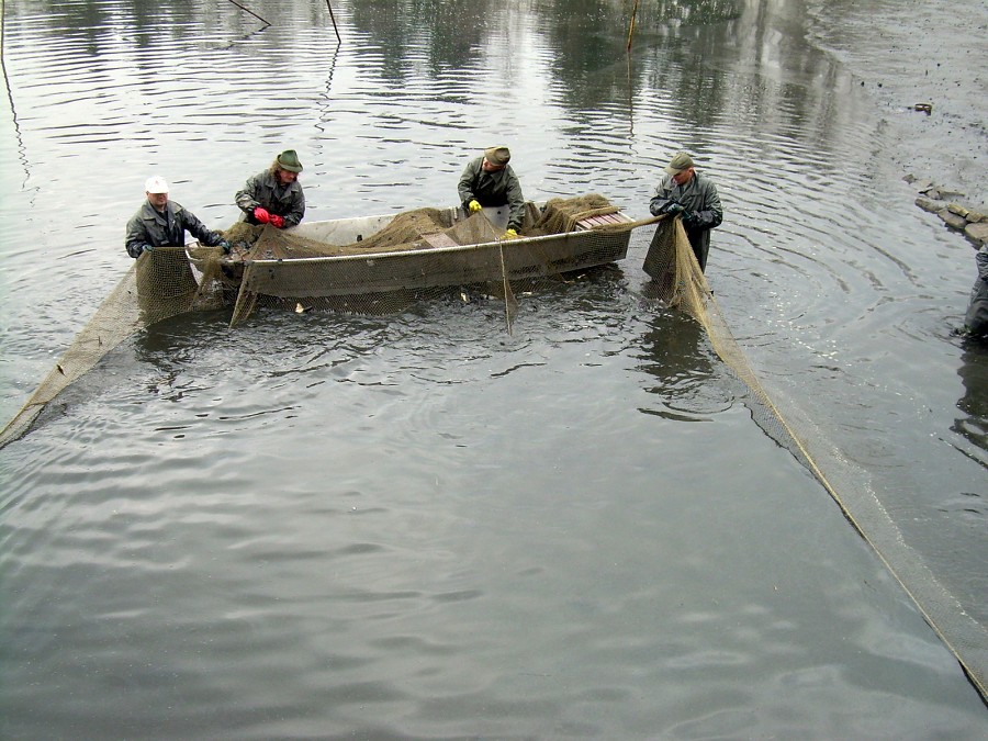Malikovska 26.3.2011.