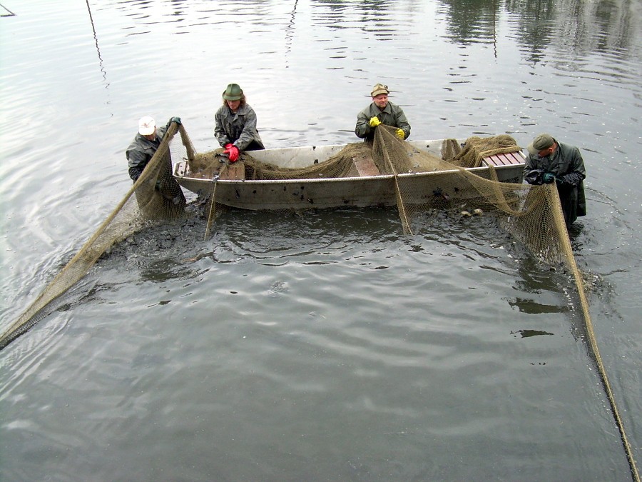 Malikovska 26.3.2011.