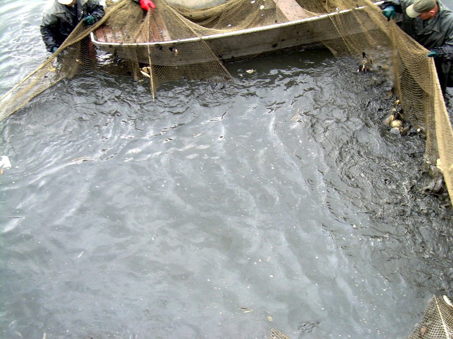 Malikovska 26.3.2011.