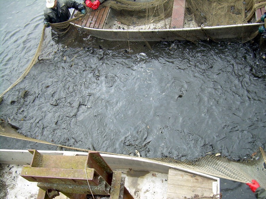 Malikovska 26.3.2011.