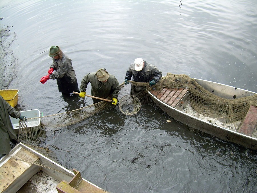 Malikovska 26.3.2011.