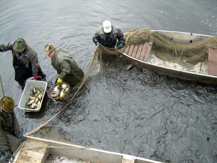 Malikovska 26.3.2011.