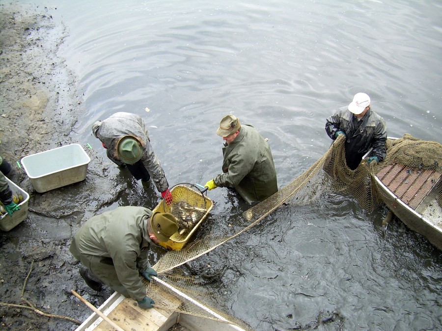 Malikovska 26.3.2011.