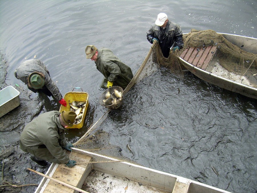 Malikovska 26.3.2011.