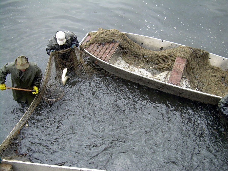 Malikovska 26.3.2011.