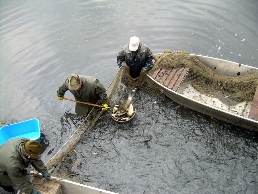 Malikovska 26.3.2011.