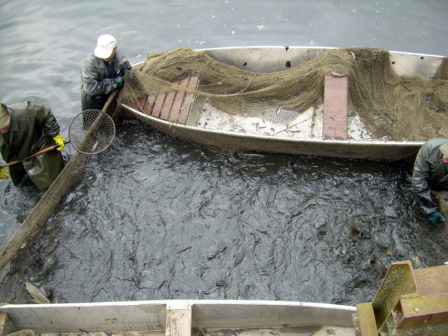 Malikovska 26.3.2011.