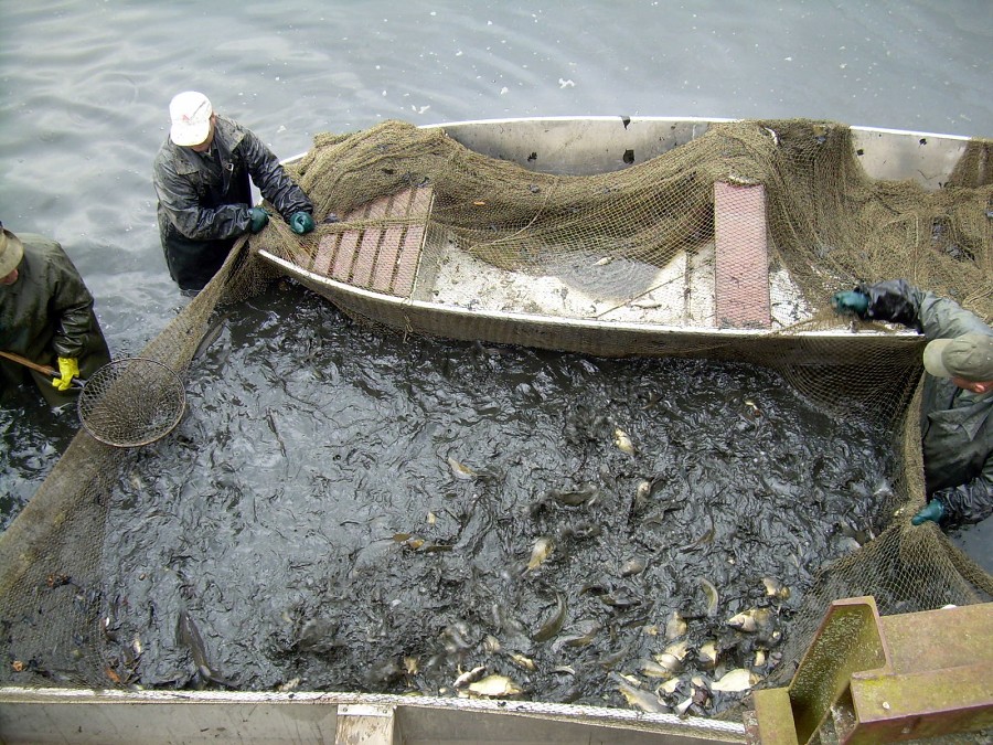 Malikovska 26.3.2011.