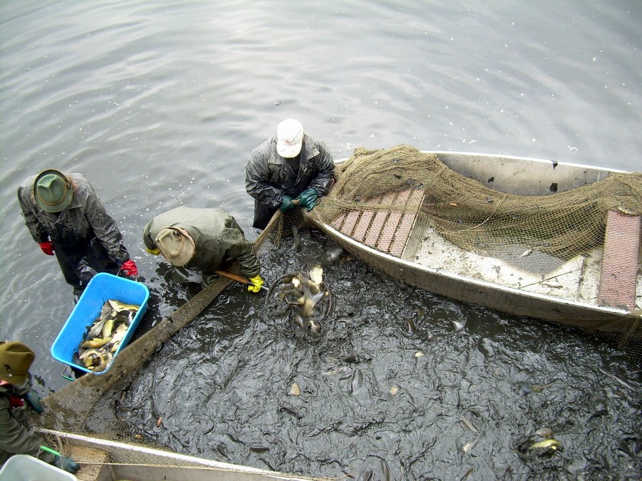 Malikovska 26.3.2011.