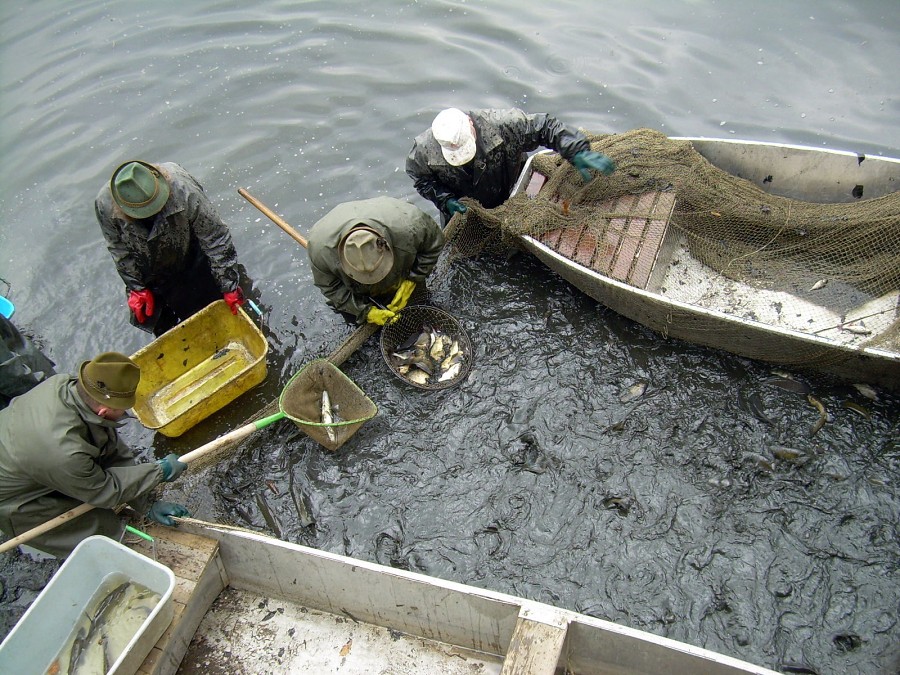 Malikovska 26.3.2011.