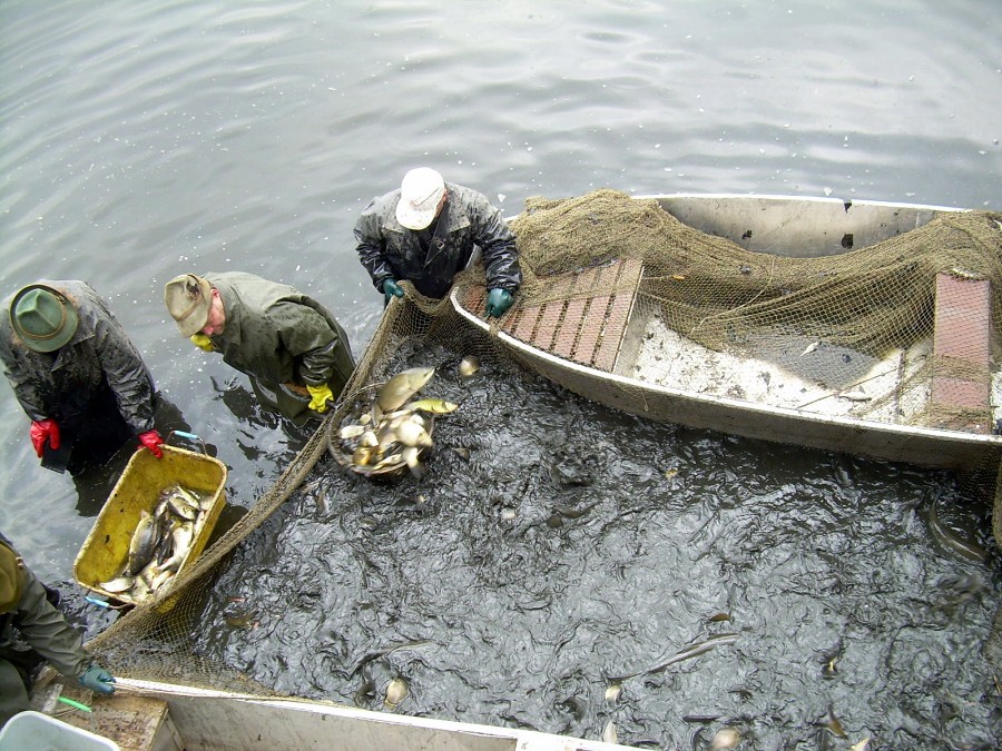 Malikovska 26.3.2011.