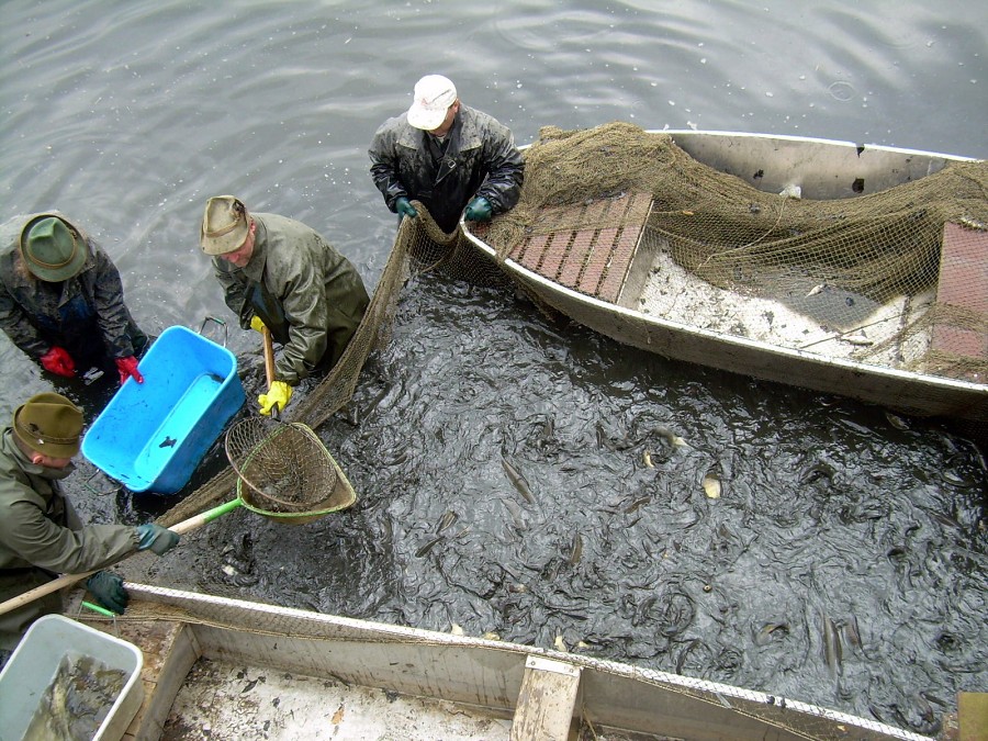 Malikovska 26.3.2011.