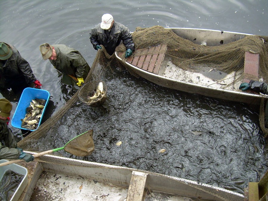 Malikovska 26.3.2011.