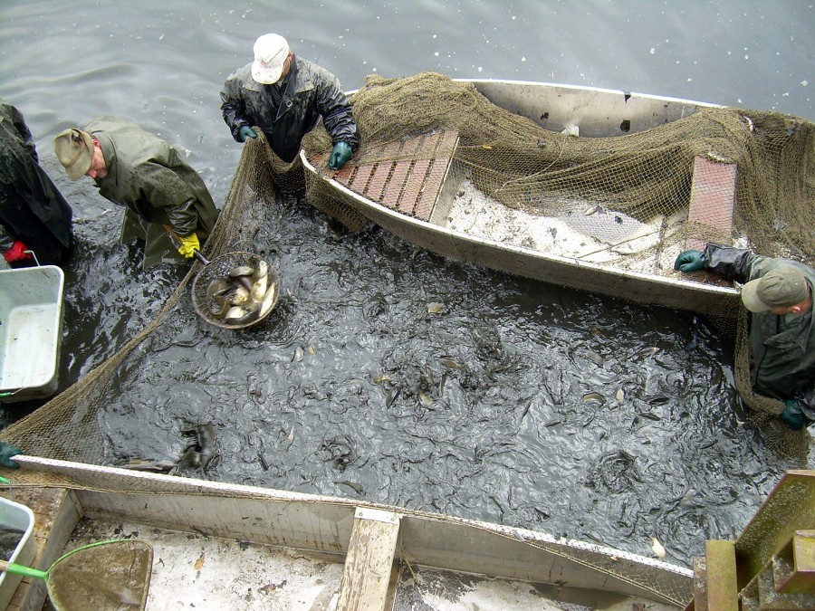 Malikovska 26.3.2011.